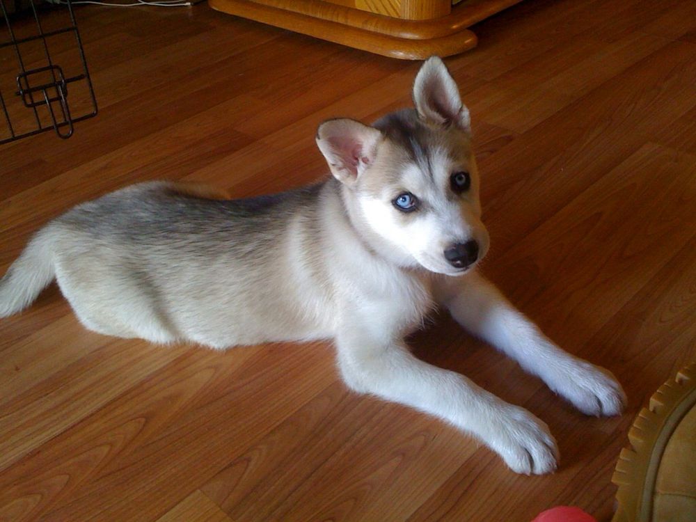 A photograph of an 8 week old white and grey Siberian husky puppy lying on a wood floor and looking at the camera with her intense bright blue eyes.