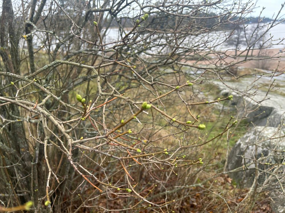 Pensaasta kasvaa pieniä hiirenkorvia