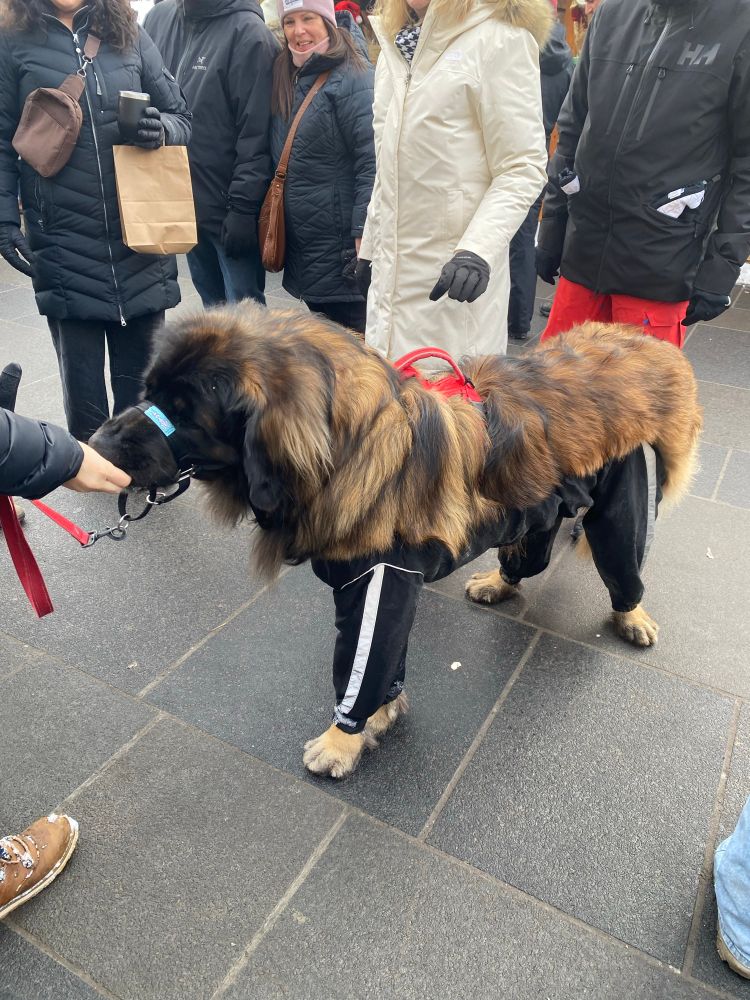 A large shaggy dog with mixture of black and golden fur, it looks like a mix between a Newfoundland and Chow-chow.  It is wearing black pants that cover all four legs.