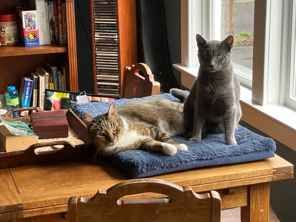 Brown and black tabby cat with white chest lying on cat bed with gray female cat sitting next to him.