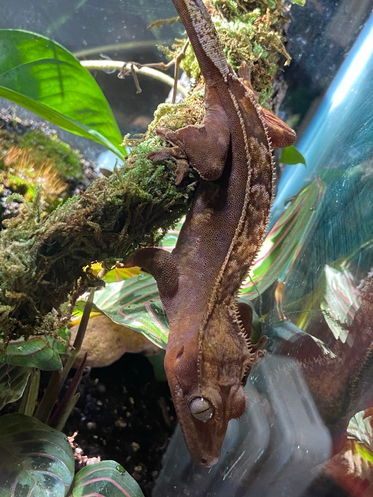 A red crested gecko