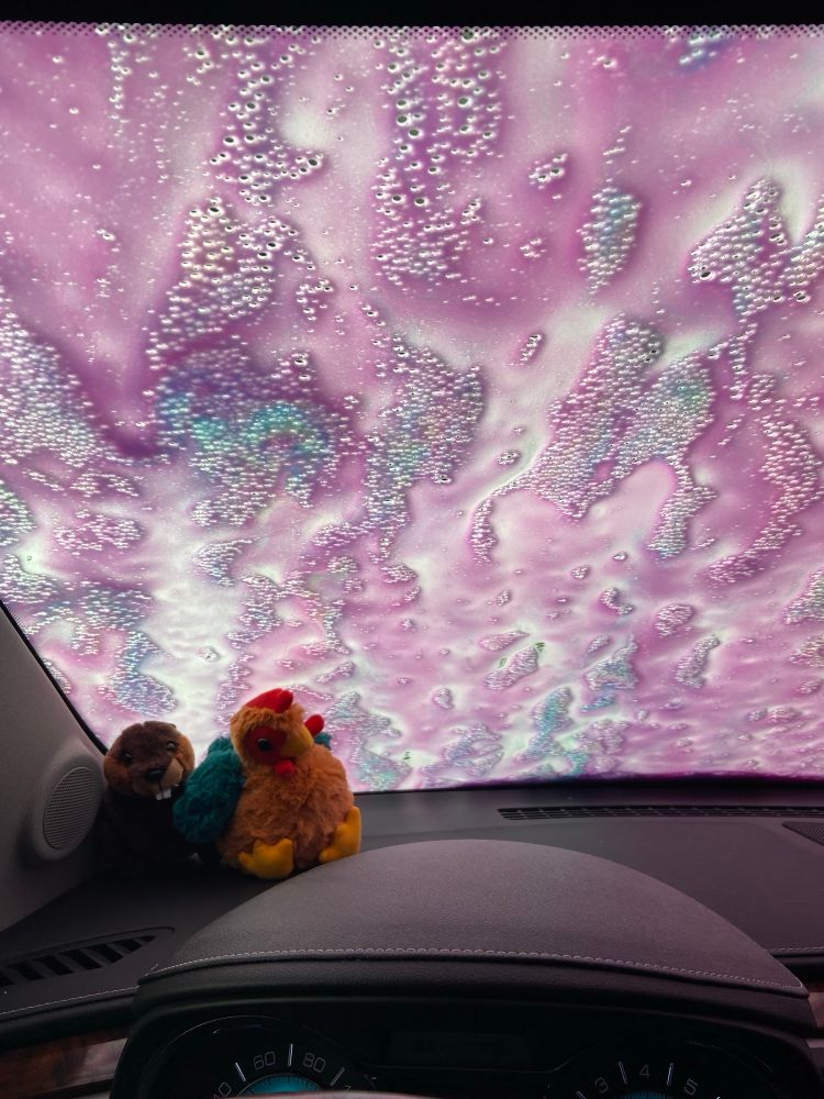 Multicolored soap on a windshield featuring my car buddies, a beaver and a cock 
