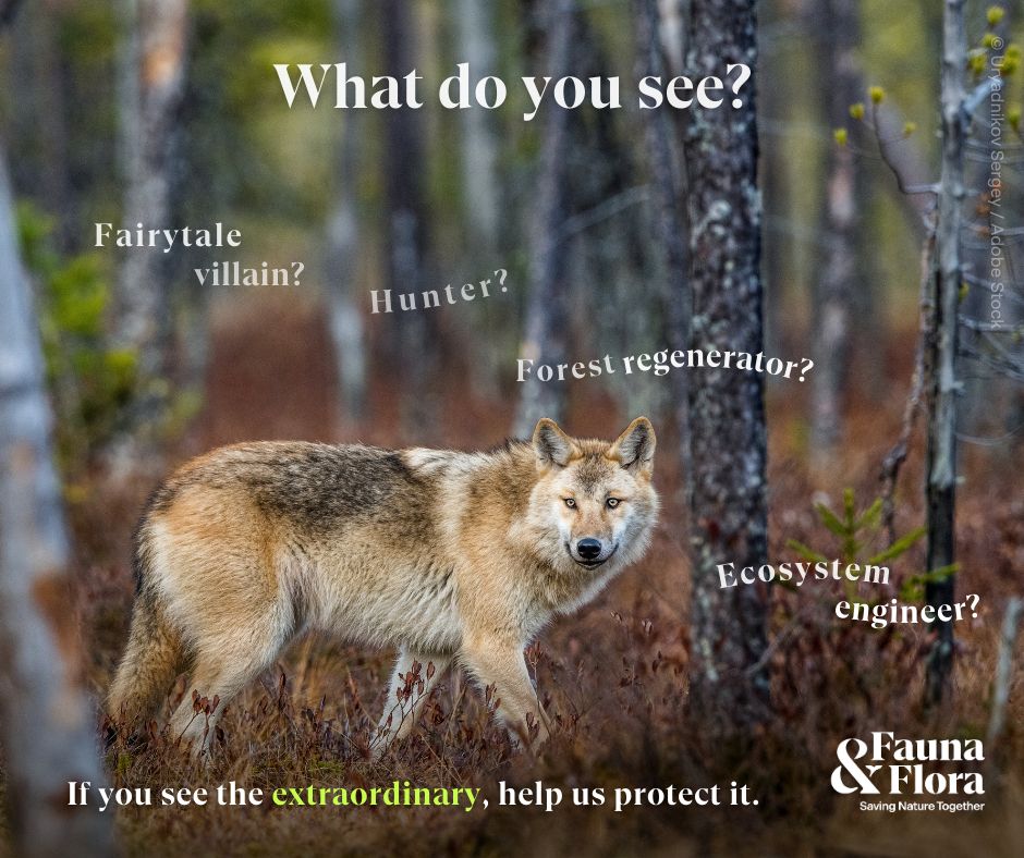 A wolf amongst trees. 'What do you see? Fairytale villain? Hunter? Forest regenerator? Ecosystem engineer?'at the bottom: 'If you see the extraordinary, help us protect it.' and the Fauna & Flora logo.