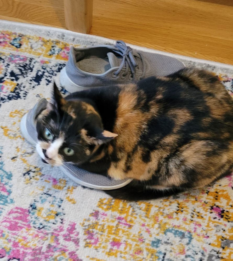 Calico with airplane ears protecting her shoe
