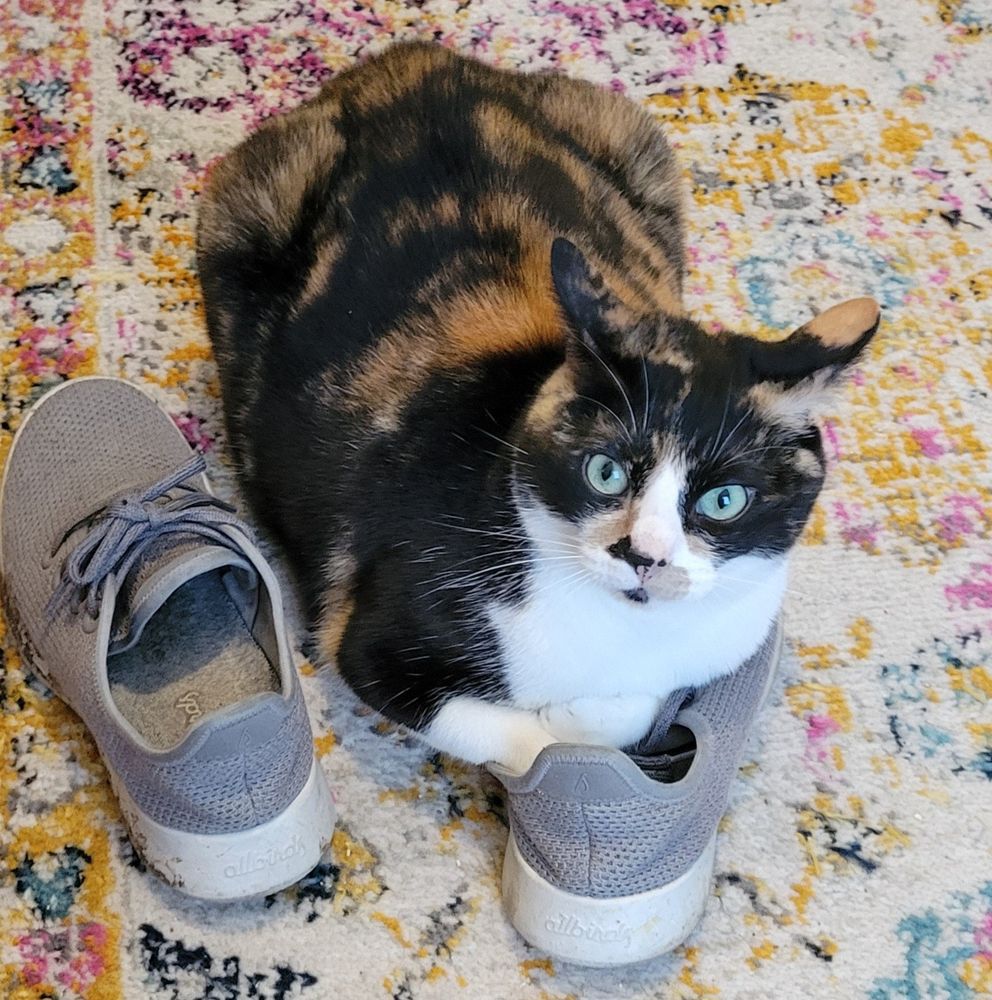 Calico with airplane ears protecting her shoes.