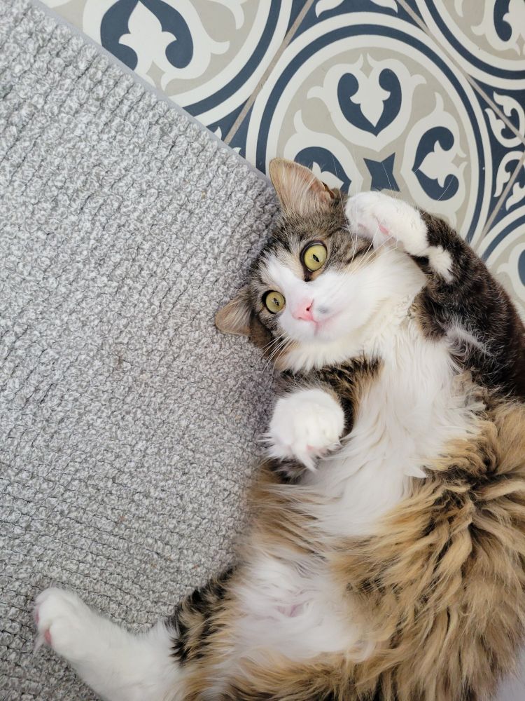 Harley Quinn with mystery snoot dirt.