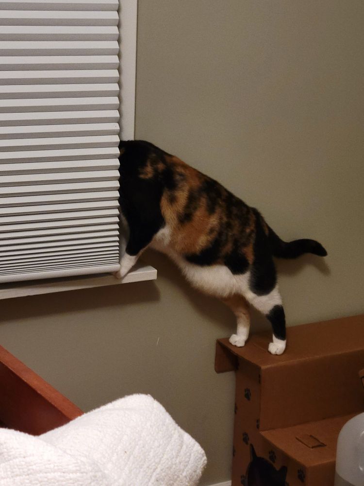 2/3 of a calico sticking out from behind a window blind.