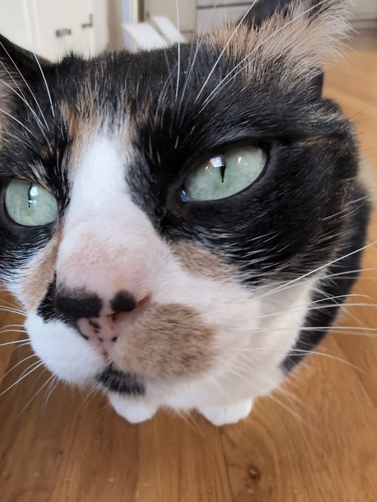 Calico snoot RIGHT IN YOUR FACE.