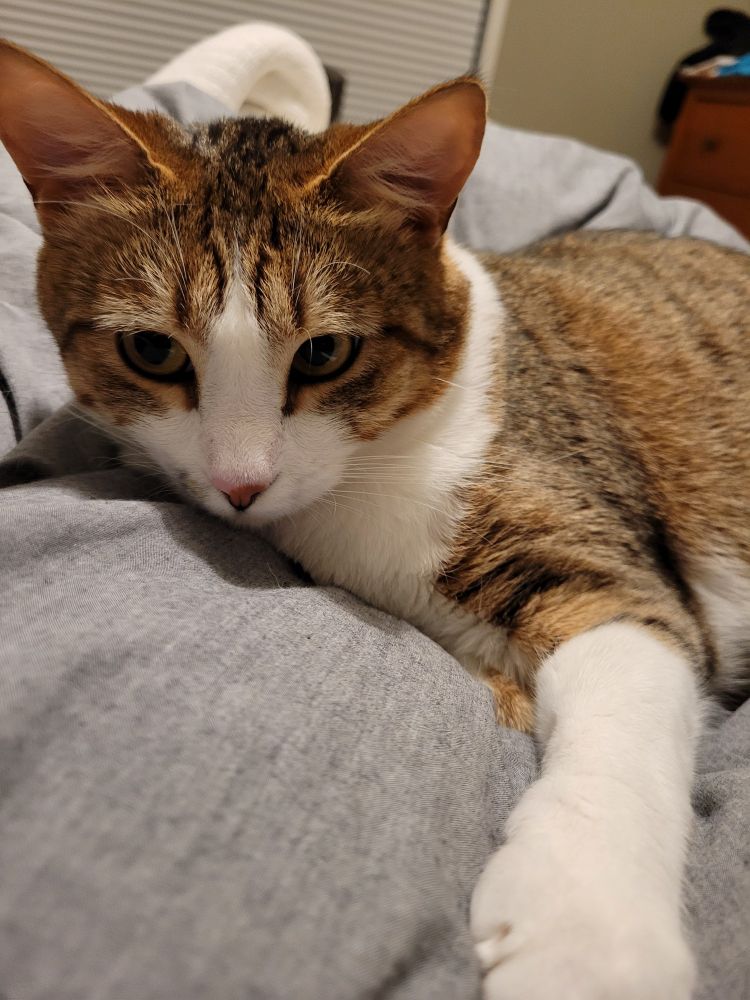 Pepper with mystery snoot dirt.