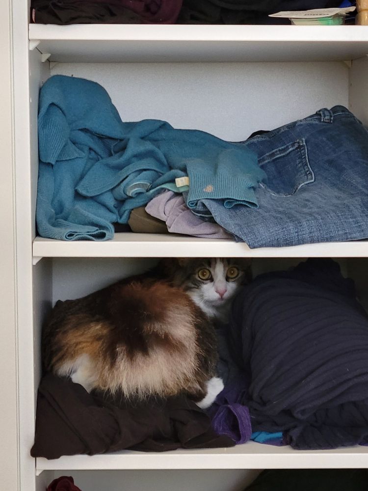 Harley Quinn says who, me?