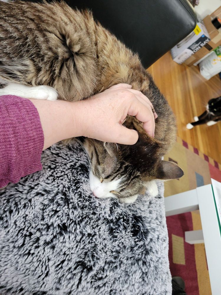 OMNOMNOM PILLOW. Loving on this pillow like it's her mama.