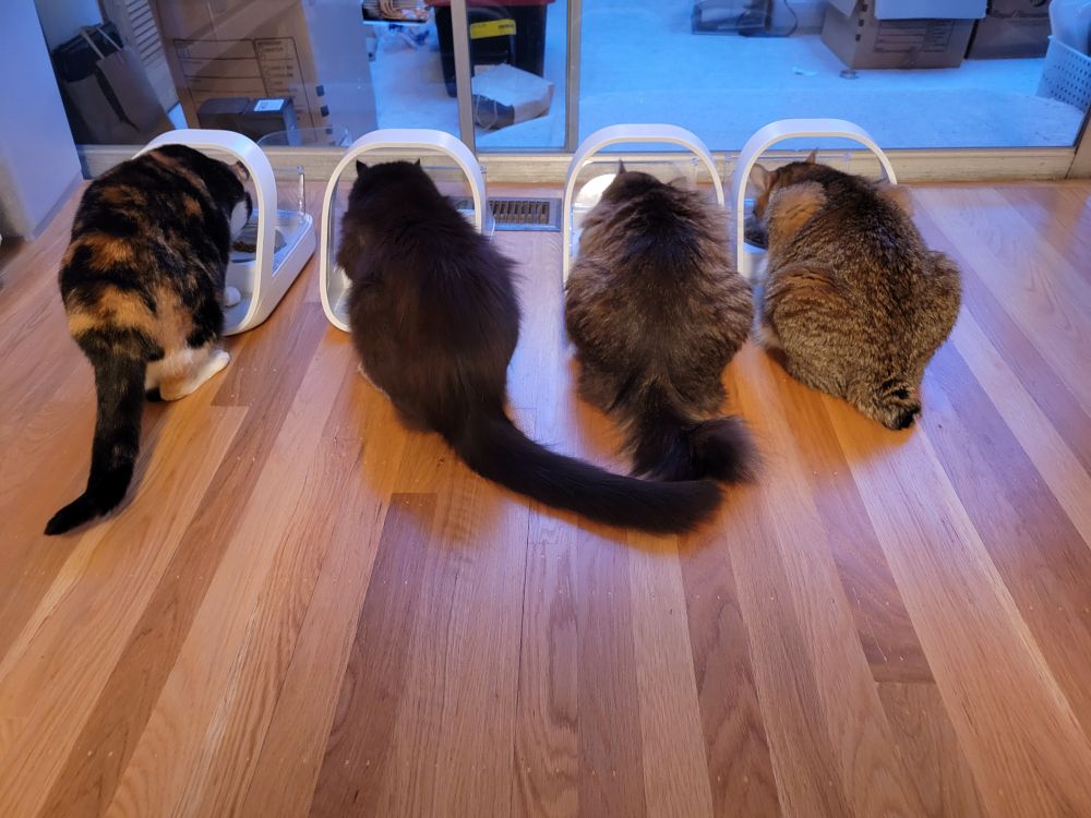 Butt with tail, butt with long tail, butt with kinked half-tail, butt with nubby.