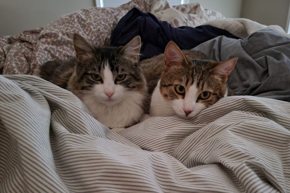 Harley Quinn and Pepper in a sisterly snuggle
