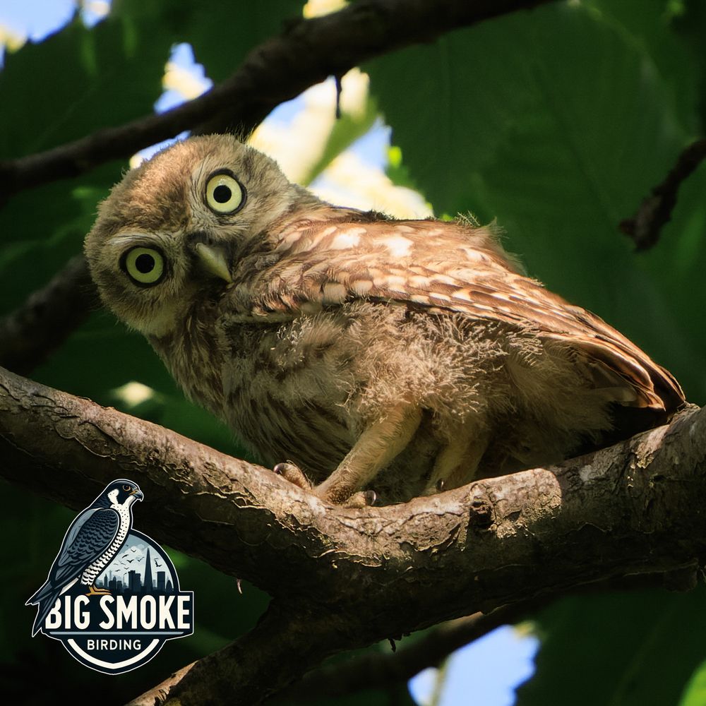 A fledling Little Owl in Hyde Park, central London, discovered earlier this week, with a 'Big Smoke Birding' logo bottom left, adorned by a Peregrine atop a London cityscape.