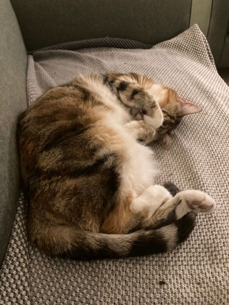 Cat lying on sofa going to sleep. She’s got her paws over her eyes. 