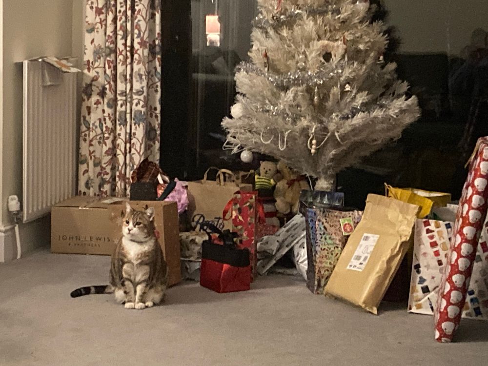 Cat sat next to a Christmas tree with presents under it. 
