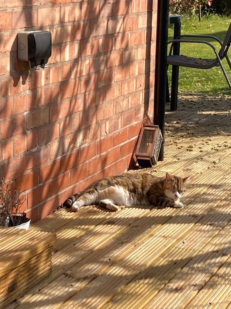 Cat sat on decking in the sunshine next to the wall of our kitchen extension. 