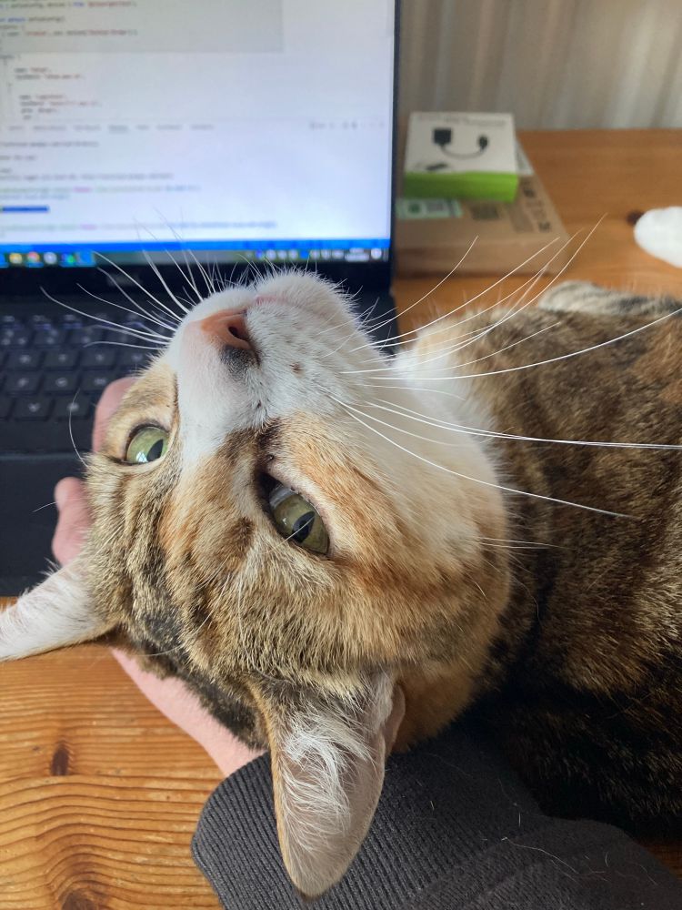 Cat looking up at me as I type on my laptop. She has the back of her neck resting on my wrist. 