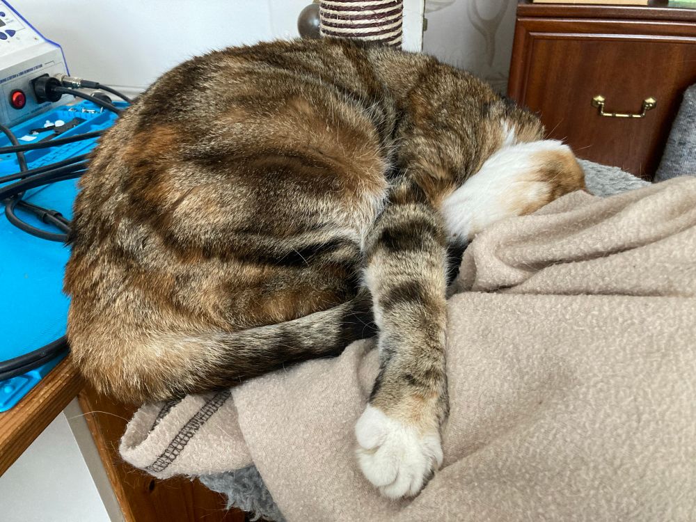 Cat with head buried deep in her blanket. 