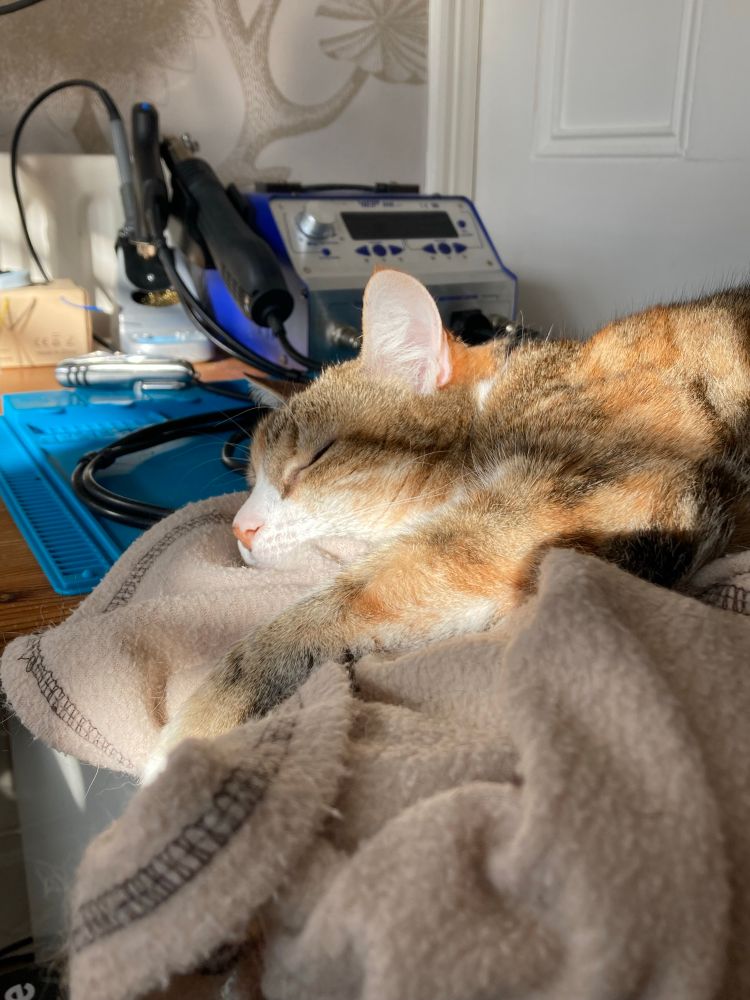 Cat on her blankets asleep in the sun. 
