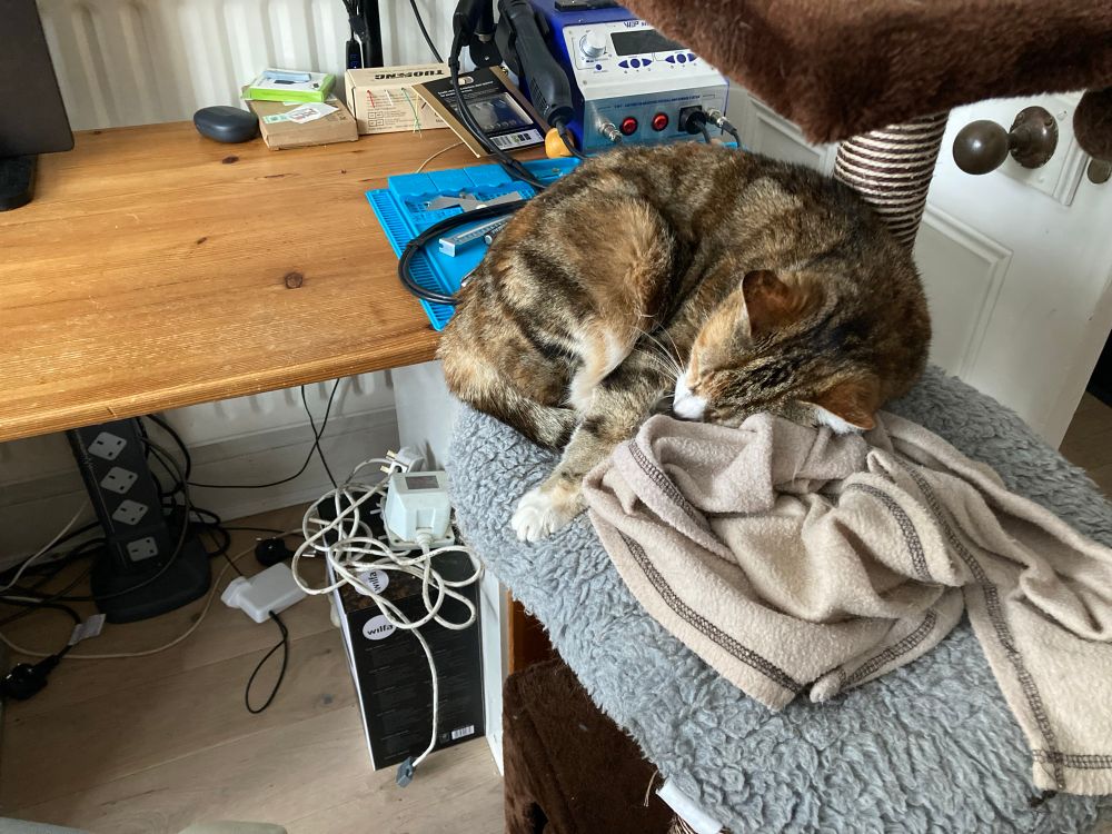 Cat fast asleep on her favourite place, a raised cat bed next to my desk. 
