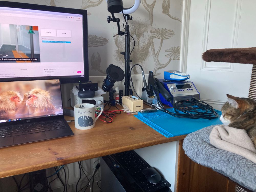 Cat staring at my screen whilst we do an online health and safety course. 
