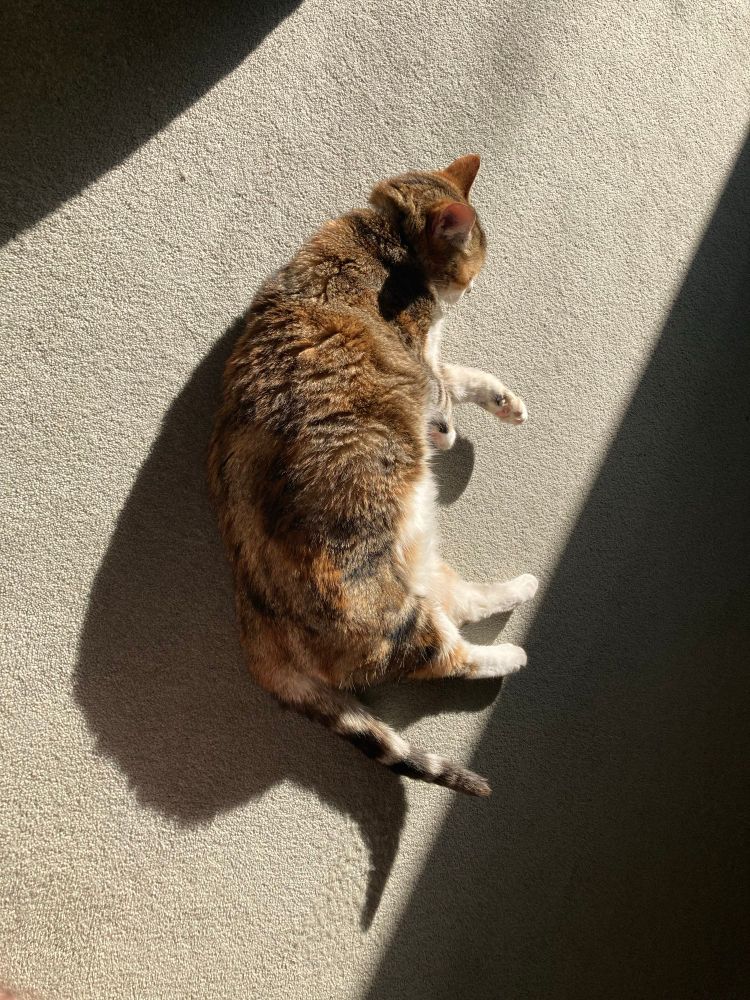 Cat lying in the sunny spot on the carpet. 