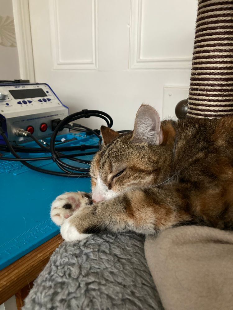 Cat dozing on her cat bed at my desk level. The desk has a blue soldering iron mat on it. Soldering station in background. 