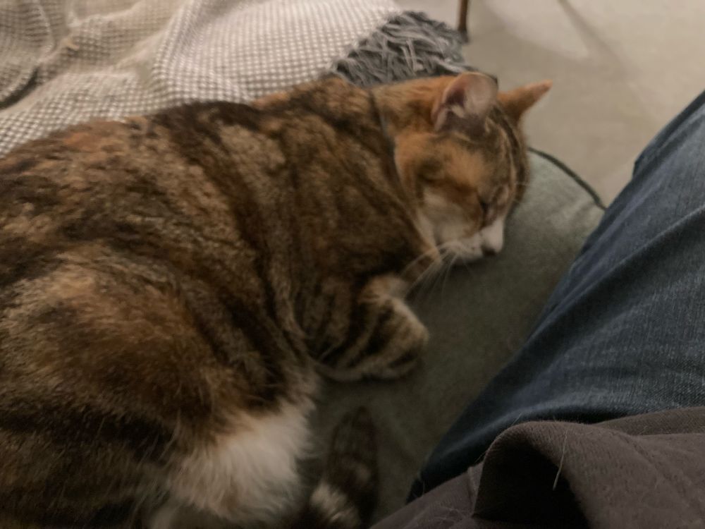 Cat cuddled up next to me on the sofa whilst I watch TV. 