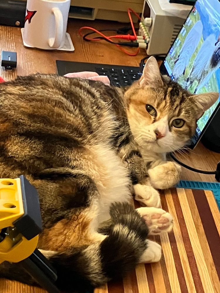 Cat sprawled across my desk as I work