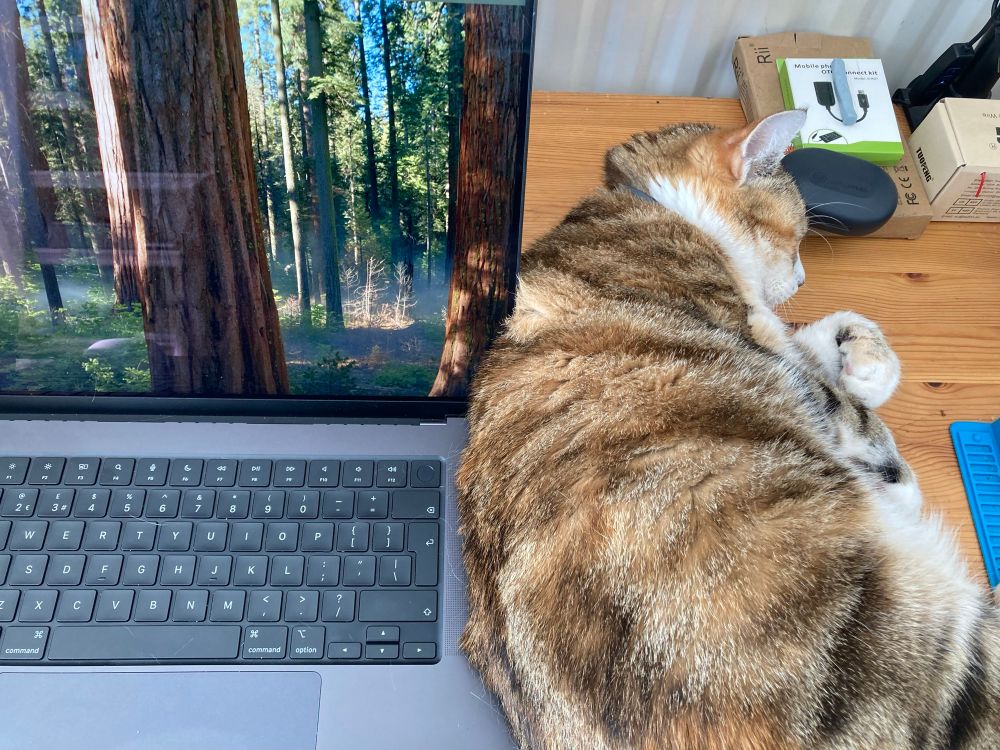 Cat curled up against the right hand side of a MacBook laptop keyboard on a desk. 
