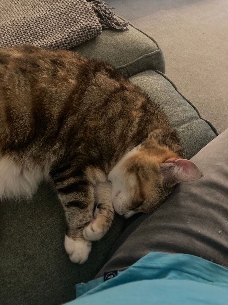 Cat asleep on the sofa next to me with her head bumped up against my leg. 