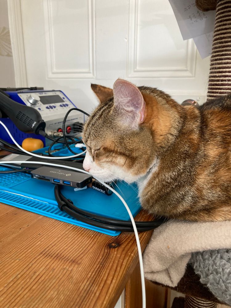 Cat deep in thought on her desk-height cat bed. 
