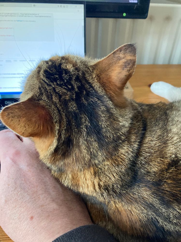 Cat reading the code on my laptop