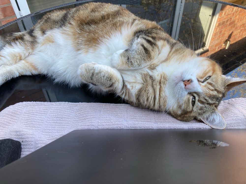 Cat lying on black glass top circular garden table. 