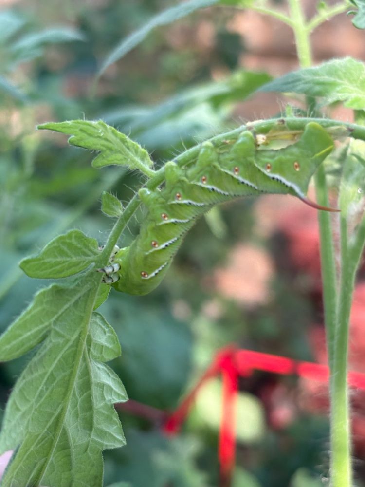 A tobacco hornworm on a green tomato leaf. 
