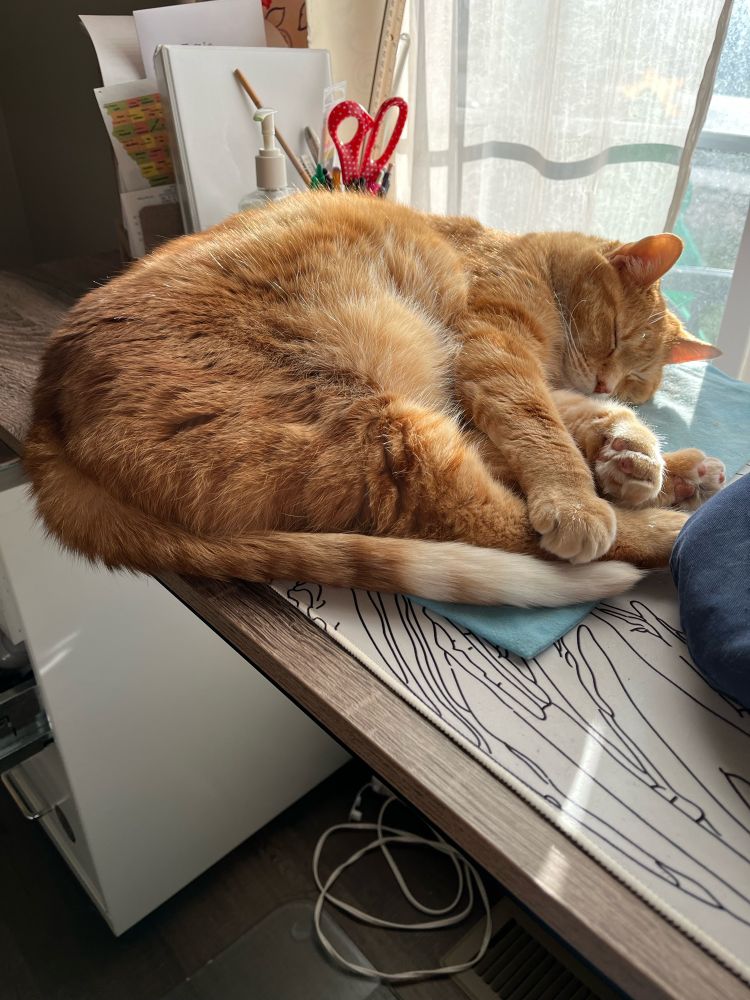 Kitty napping in the sun