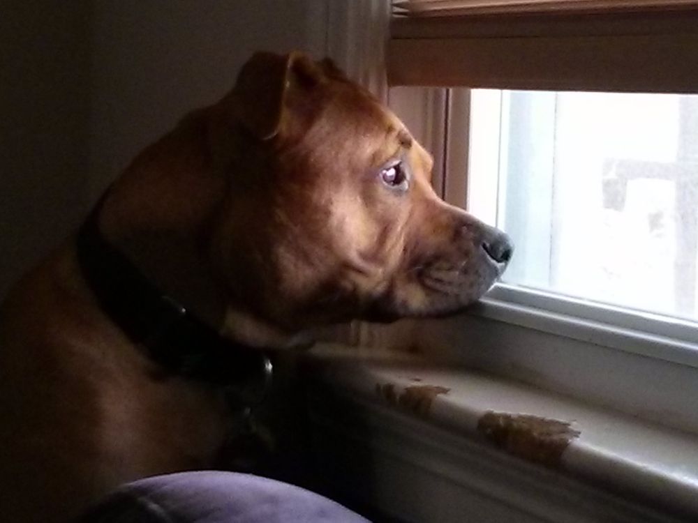 A fawn colored pitbull in close up, sitting on the back of a purple couch with her nose up against the window and her ears cocked to the sides indicating alertness. It's sunny outside and her face is clearly lit but the rest of the image is in deep shadows. Some damage is visible on the windowsill where she's been gnawing on it