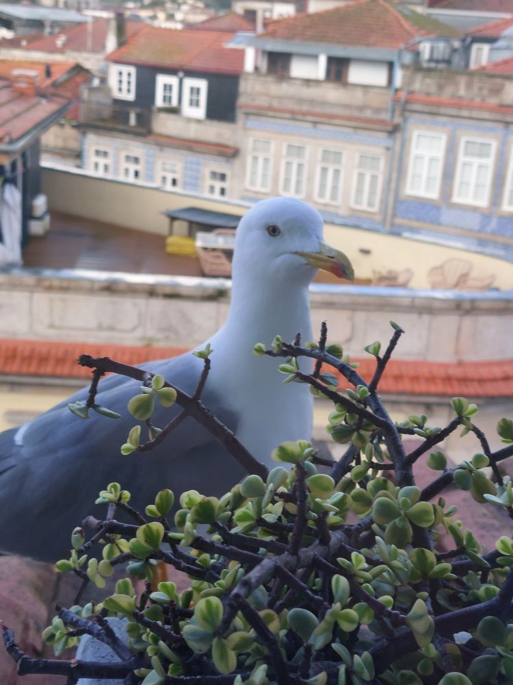 Seagull peering out from behind window box