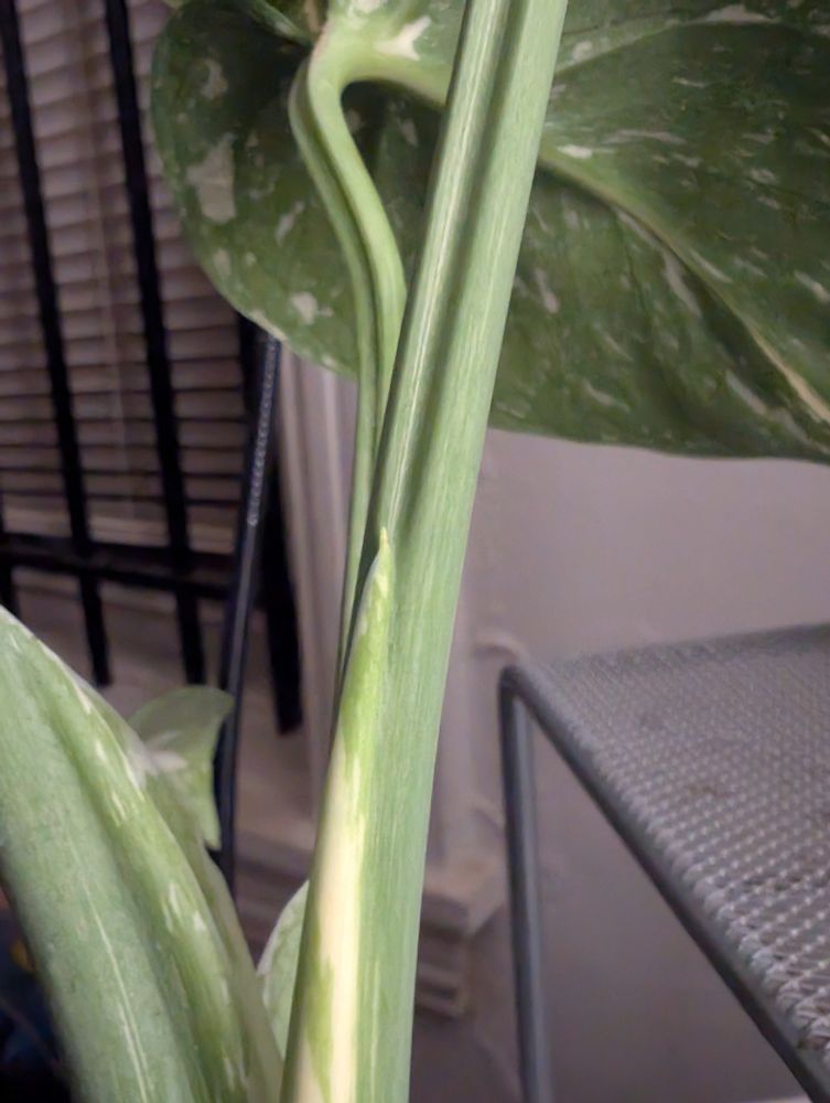 a close-up picture of the stem and petiole of the most recent leaf on biff's monstera Thai- a fresh, new baby leaf is just starting to peek out of the petiole.