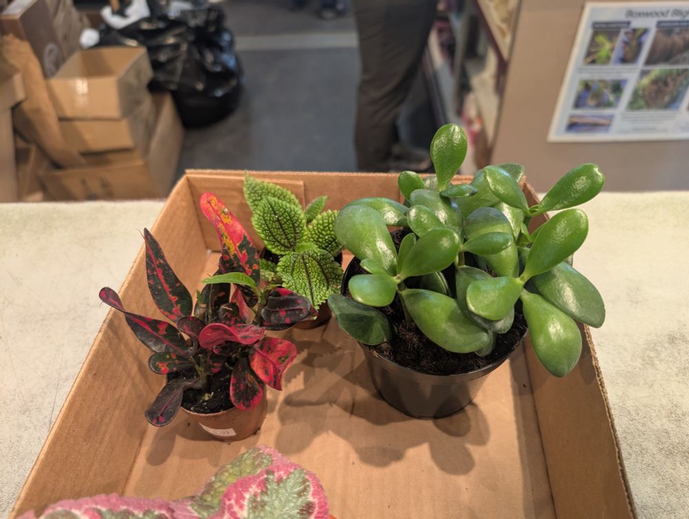 foto of a cardboard box half full of small plants. there is a vibrant red croton, the previously pictured pilea, and a young jade plant.