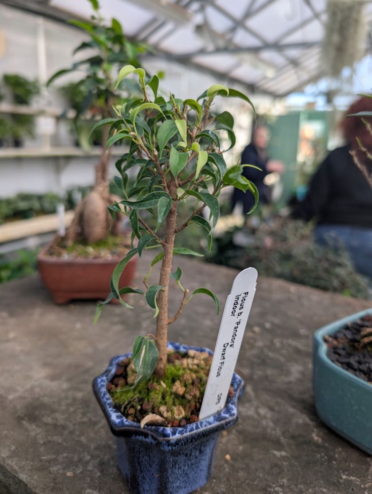 foto of biff's dwarf ficus 'pandora', taken in the greenhouse area at the nursery. the ficus is small but shows new growth and a strong little trunk. it's planted in a glazed, blue, octagonal ceramic pot.
