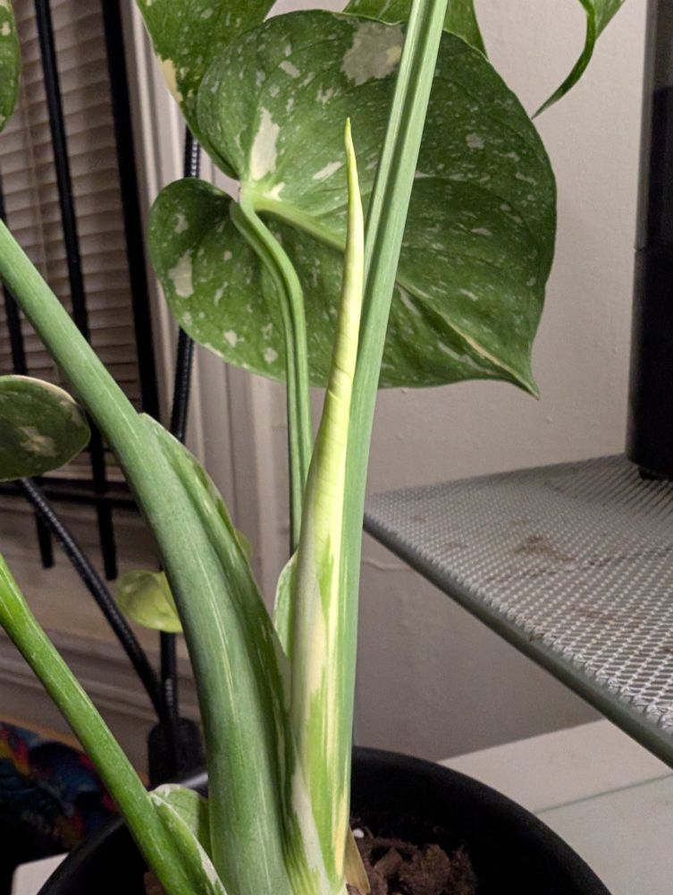 biff's thai constellation, from the 'back' where the new leaf is still growing steadily upward and through the petiole. looking closely, there's a sign of fenestration in the tightly furled leaf.