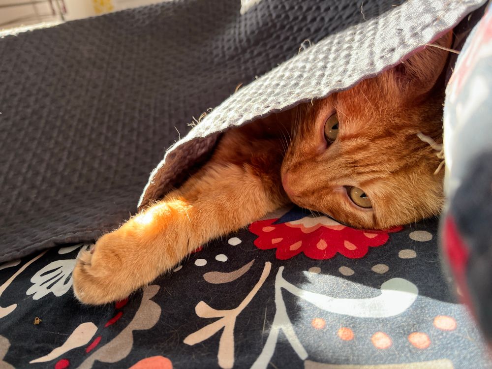 Jean-Michel le chat roux, glissé sous la couverture d’un lit.