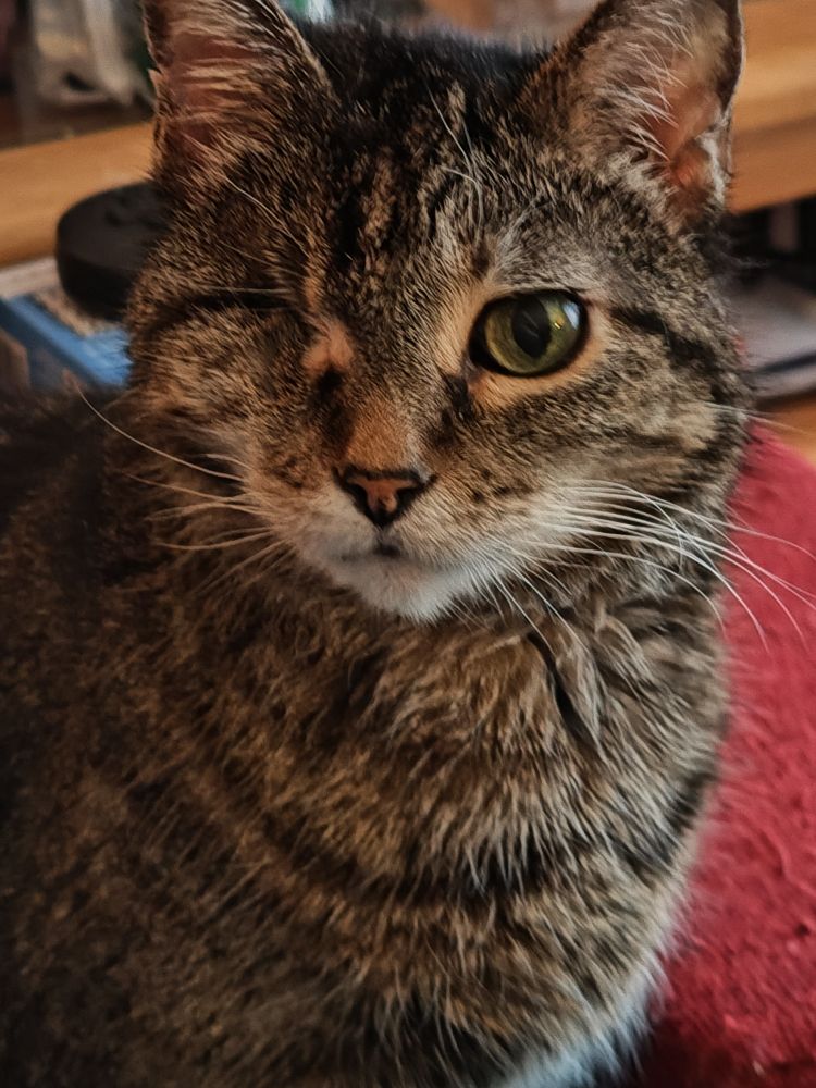 A grey tabby cat with white chin and one eye. Her eye is green. 