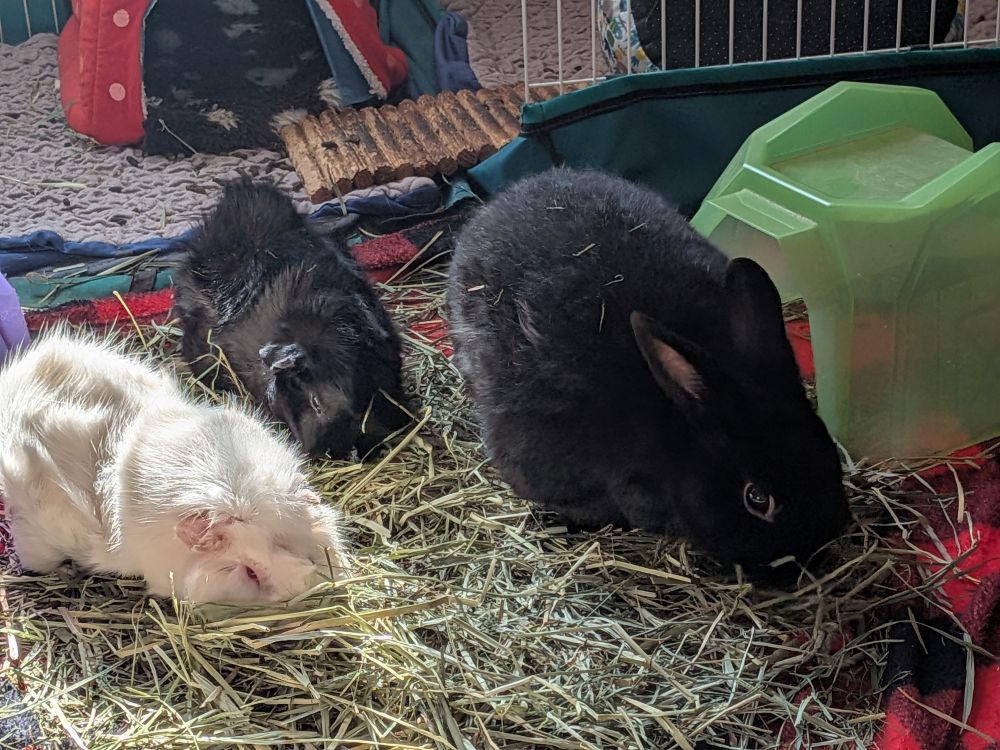 Earl, Shadow and Harvey having a civilized hay brunch in the fall sun. Shadow's Mohawk looking especially good today. 