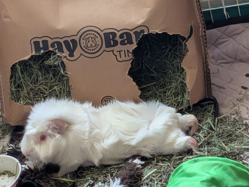 Earl pig in a rare rear sploot repose