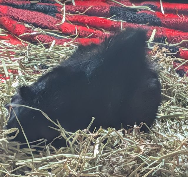 Shadow pig presents his dorsal mohawk while carving through the Hay Pile