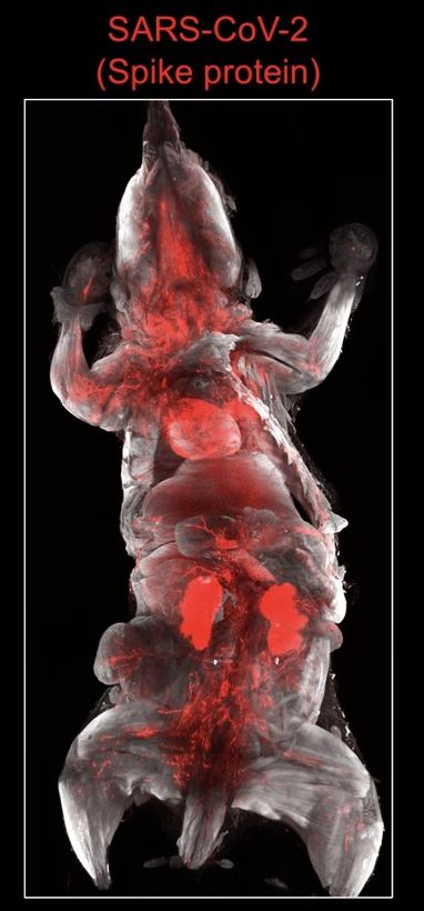 Picture of mouse showing where covid spike protein goes - into every organ h/t @NateB_Panic on X