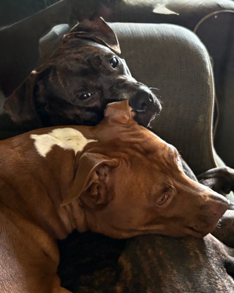 Jerry TheDog, 10 month old brindle-colored pitbull is looking at the camera while Gamora, a 5-year old orange and white pitbull rests her head on him. They are getting ready to fall asleep. Sometimes when they play, they sound so ferocious and dangerous, but both are incredibly sweet, loving, and gentle. 